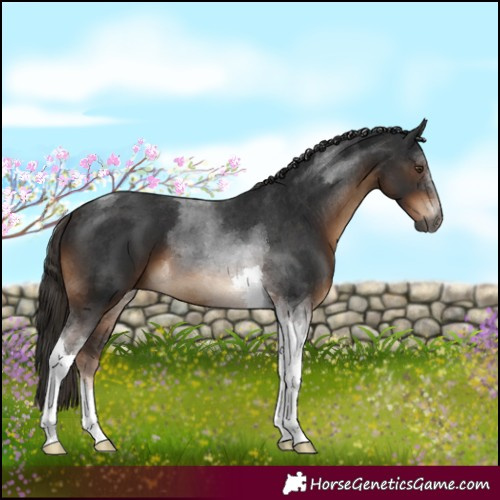 Horse Color:Gray Liver Chestnut Tobiano