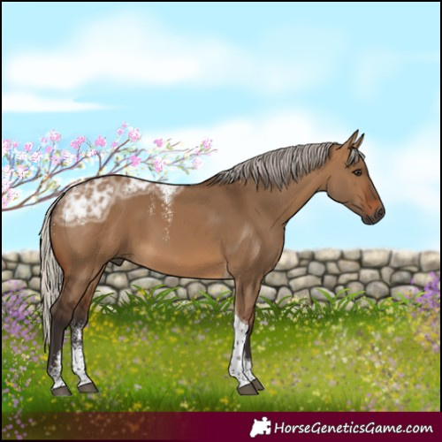 Horse Color:Powder White Gray Silver Bay Ice Dun Tobiano 