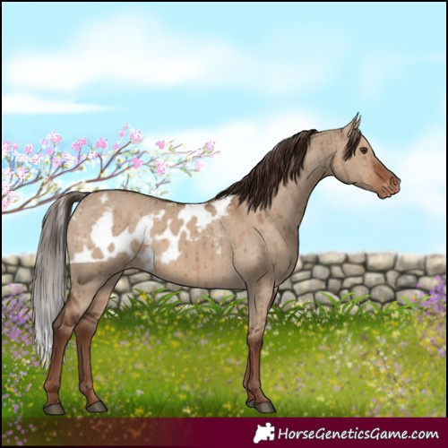 Horse Color:Liver Red Dun Skewed Appaloosa Brindle 