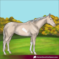 Horse Color:Cremello Tobiano