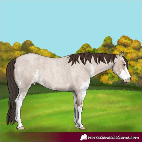 Horse Color:Classic Champagne Roan Dun Sabino