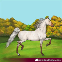 Horse Color:Silver Bay Roan Dun 