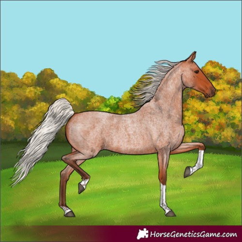 Horse Color:Silver Bay Roan Tobiano