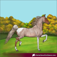 Horse Color:Red Roan Tobiano