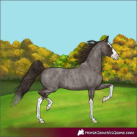 Horse Color:Liver Red Roan Splash