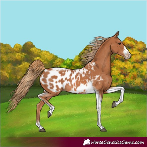 Horse Color:Chestnut Tobiano Frame Near Leopard