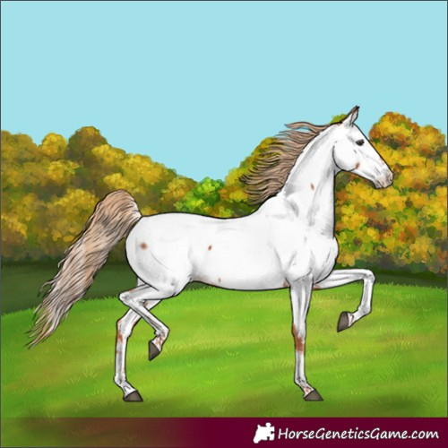 Horse Color:Chestnut Tobiano Fewspot 