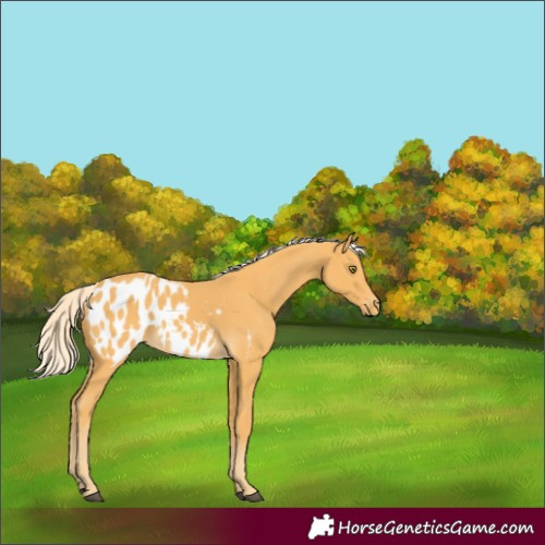Horse Color:Unknown 