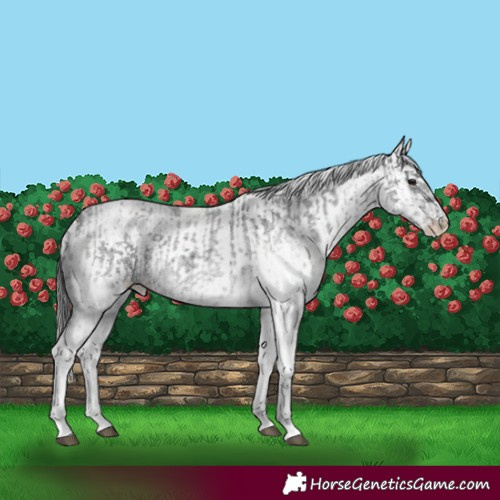 Horse Color:White Spotted Blue Roan Rabicano and White Spotted Black Rabicano