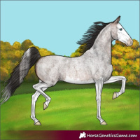 Horse Color:Brown Roan Splash