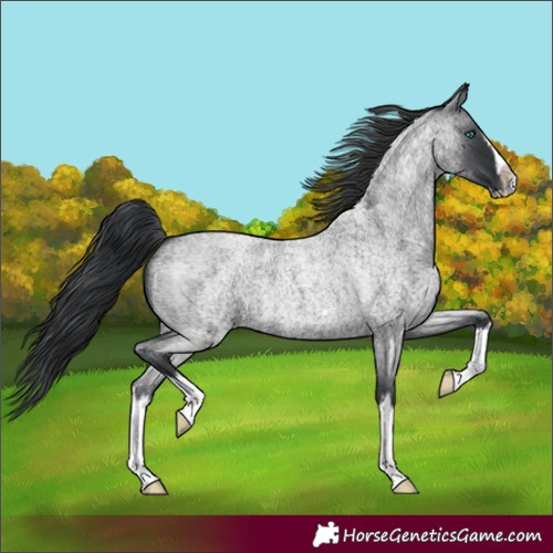 Horse Color:Blue Roan Splash Frame 