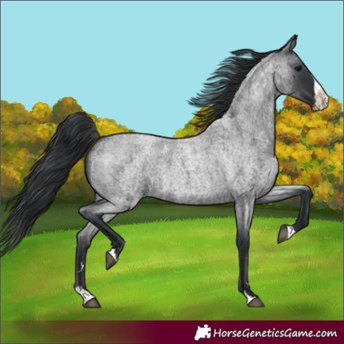 Horse Color:Blue Roan Splash