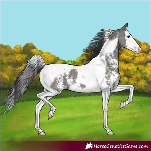 Horse Color:Grullo Sabino Splash Tobiano