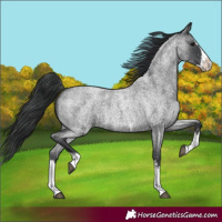 Horse Color:Blue Roan Sabino Splash 