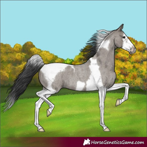 Horse Color:Grullo Roan Splash Tobiano Frame 