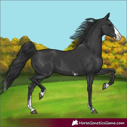 Horse Color:Black Sabino Splash 