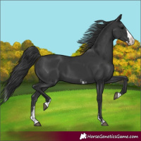 Horse Color:Black Sabino Splash 