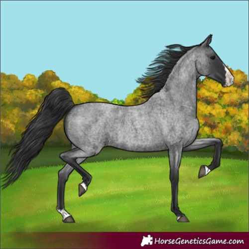 Horse Color:Blue Roan Splash 