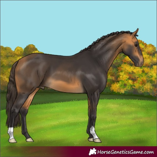 Horse Color:Buckskin 