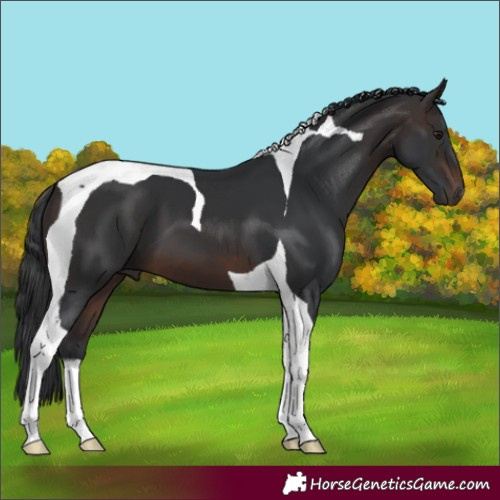 Horse Color:Brown Tobiano 