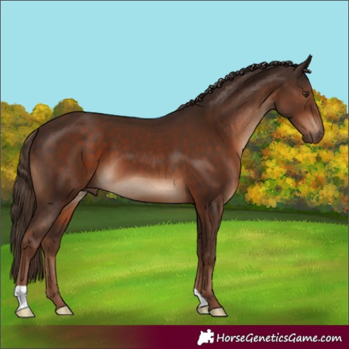Horse Color:Liver Chestnut 