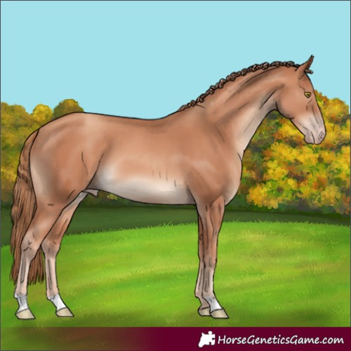Horse Color:Gold Champagne 