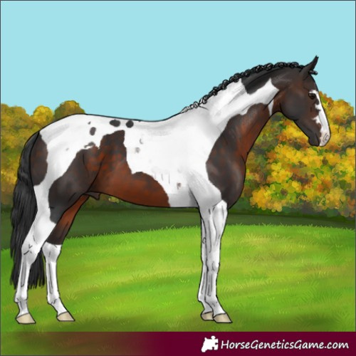 Horse Color:Brown Tobiano