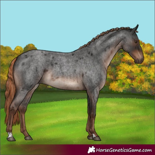 Horse Color:Liver Red Roan