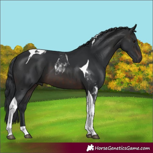 Horse Color:Brown Tobiano