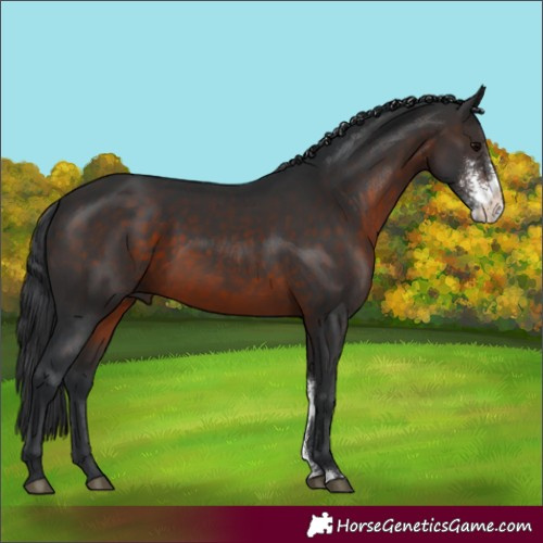 Horse Color:Brown Sabino 