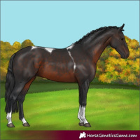 Horse Color:Brown Tobiano 