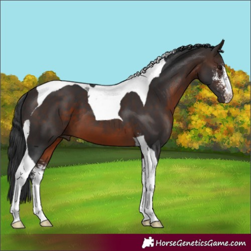 Horse Color:Bay Sabino Tobiano