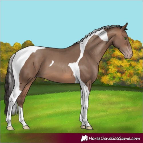 Horse Color:Sable Champagne Tobiano
