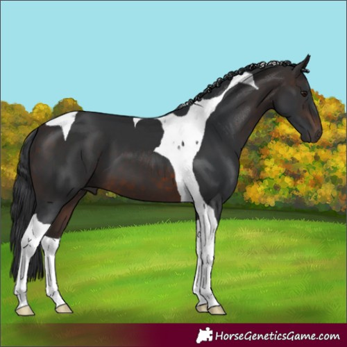 Horse Color:Brown Tobiano 
