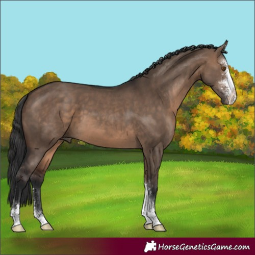 Horse Color:Bay Dun Sabino 