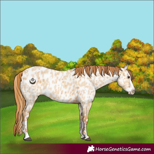 Horse Color:Red Dun Near Leopard and Red Dun Splash Near Leopard
