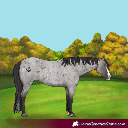 Horse Color:Smoky Grullo Roan Splash 