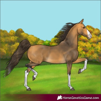 Horse Color:Buckskin Splash