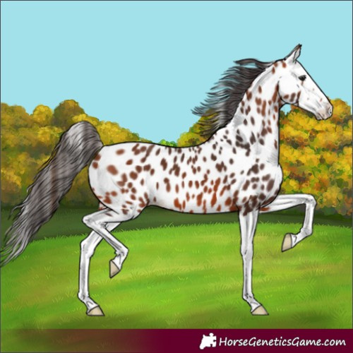 Horse Color:Bay Splash Appaloosa 