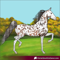 Horse Color:Bay Splash Near Leopard 