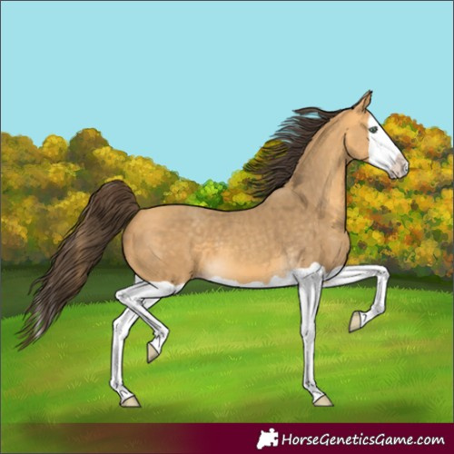 Horse Color:Amber Cream Champagne Splash 