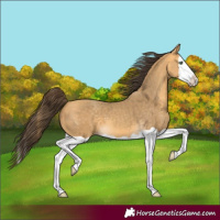Horse Color:Amber Cream Champagne Splash