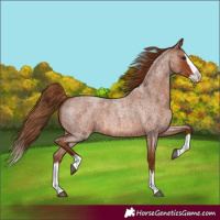 Horse Color:Red Roan Splash 