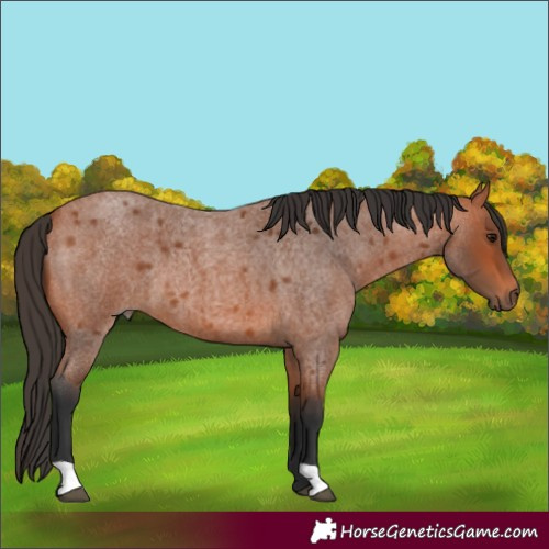 Horse Color:Bay Roan 