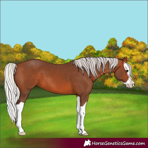 Horse Color:Silver Brown Splash