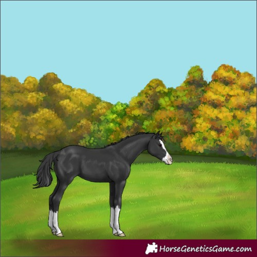 Horse Color:Unknown 