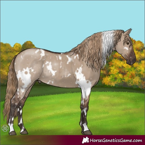 Horse Color:White Spotted Liver Red Dun 