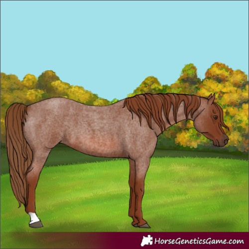 Horse Color:Red Roan 