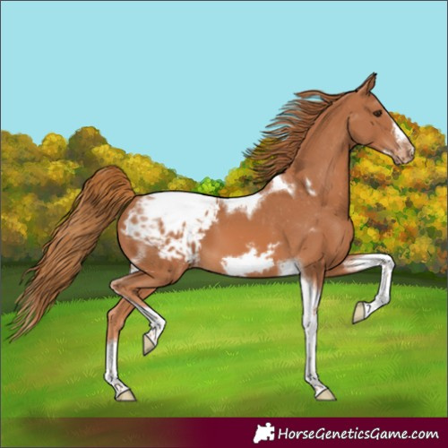Horse Color:Chestnut Splash Tobiano Frame Appaloosa 