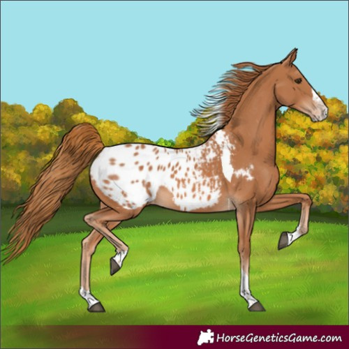 Horse Color:Chestnut Splash Tobiano Appaloosa